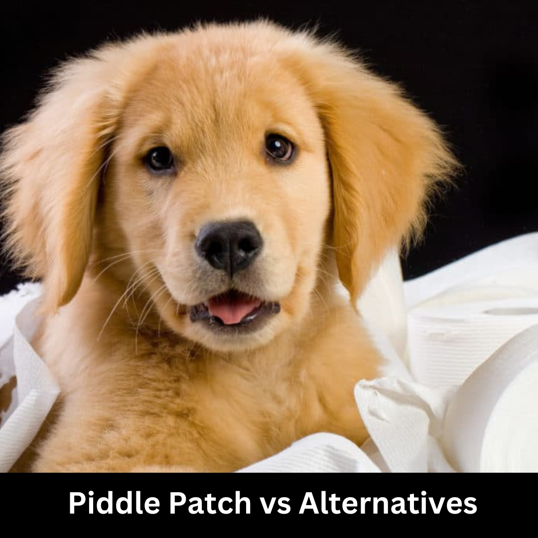 Fresh patch cheap alternative