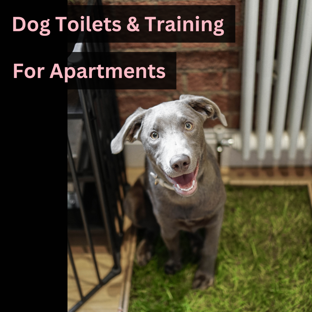 Training Dog Toilet Behavior Special Aids Dog Toilet Cleaning