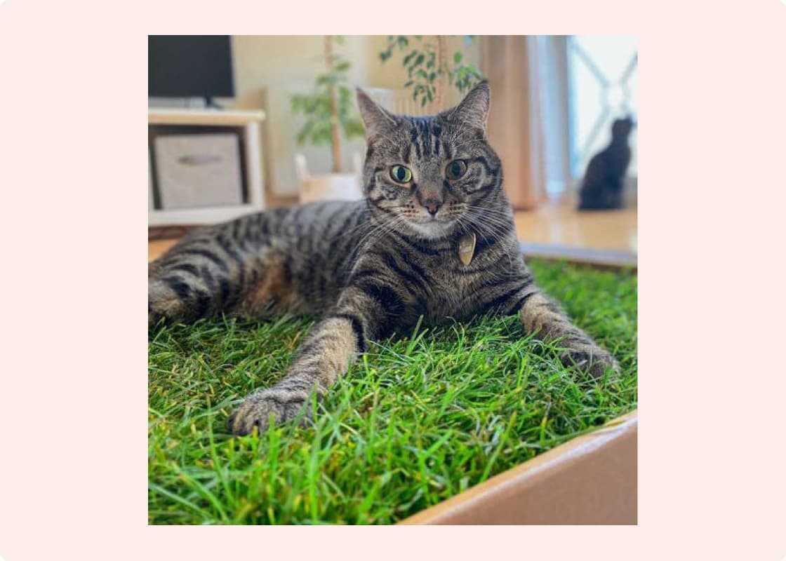 Pre-Grown Cat Grass Green Bathing For Indoor Cats – City Doggo