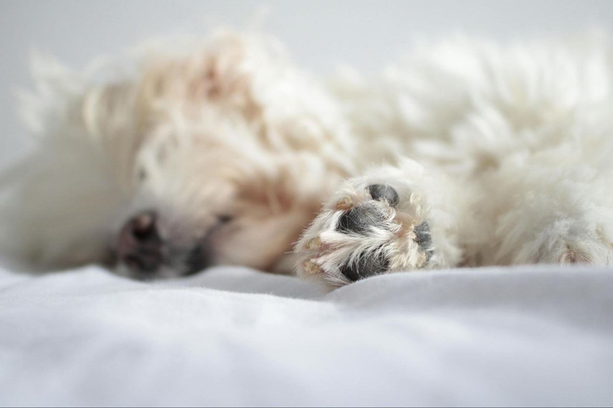 How Much Sleep Do Puppies Need? A Guide to Their Sleep Schedule – City ...