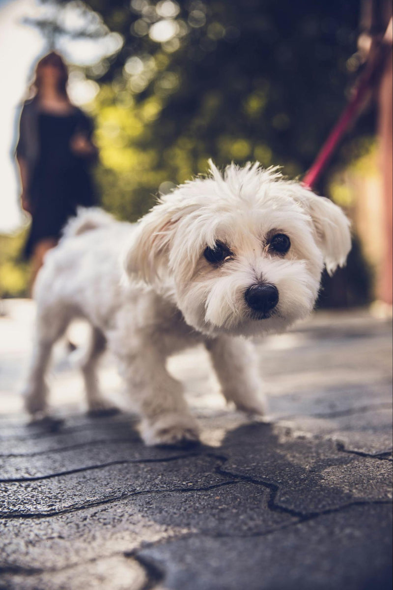 Training a Puppy on the Leash: Tips for a Smooth Walk – City Doggo