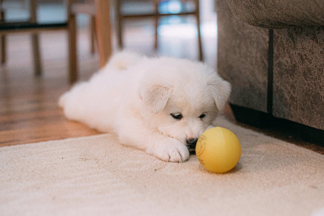Simple Doggo Simple and Fun Tricks to Teach Your Puppy – City Doggo