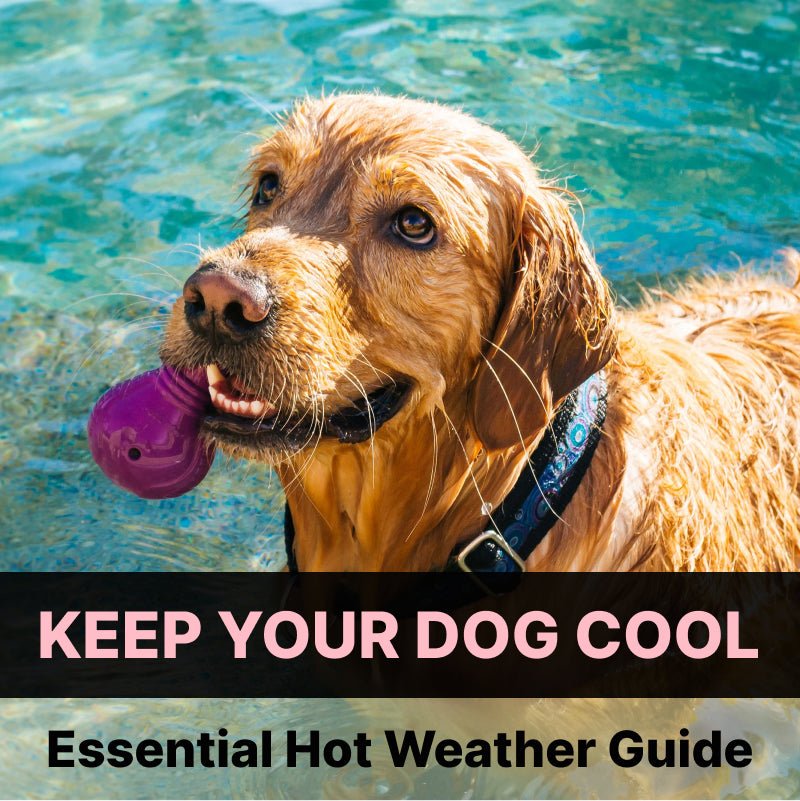 Walking A Dog In Hot Weather UK -2023 – City Doggo