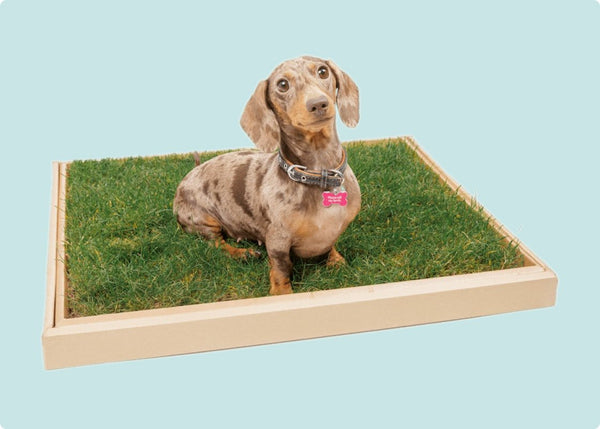 Dog Toilet Compostable Potty Real Grass Patch Weekly Subscription City Doggo