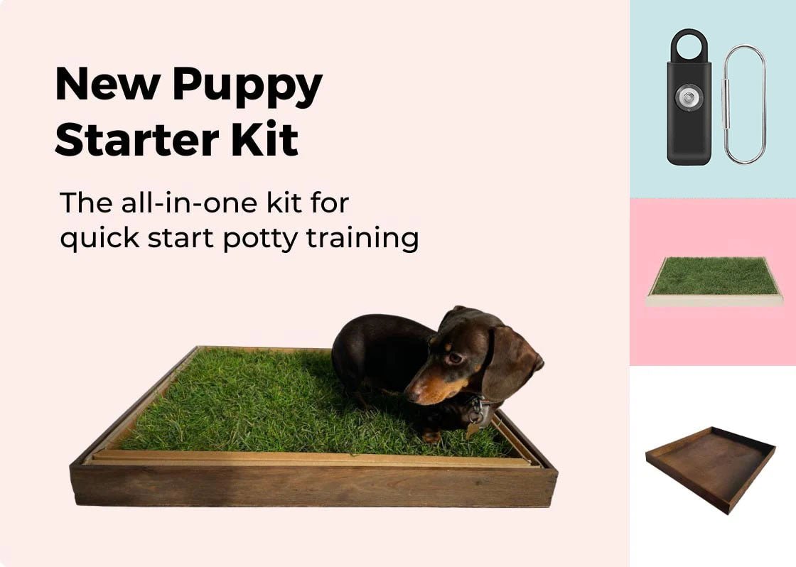 Dog Pee How To House Train An Older Dog Older Dog Fastest Way To