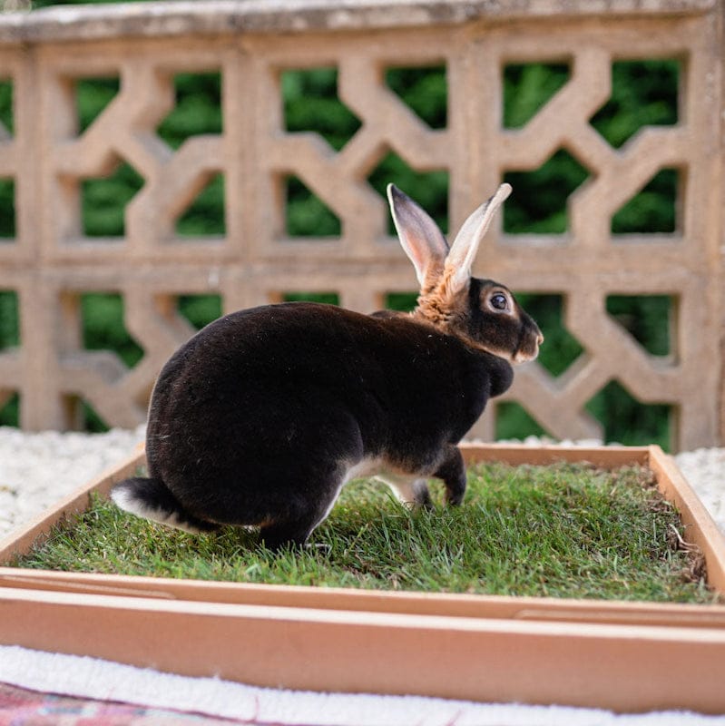 Rabbit Breeds Rabbits Living Outside Types Of Exotic Rabbits Top