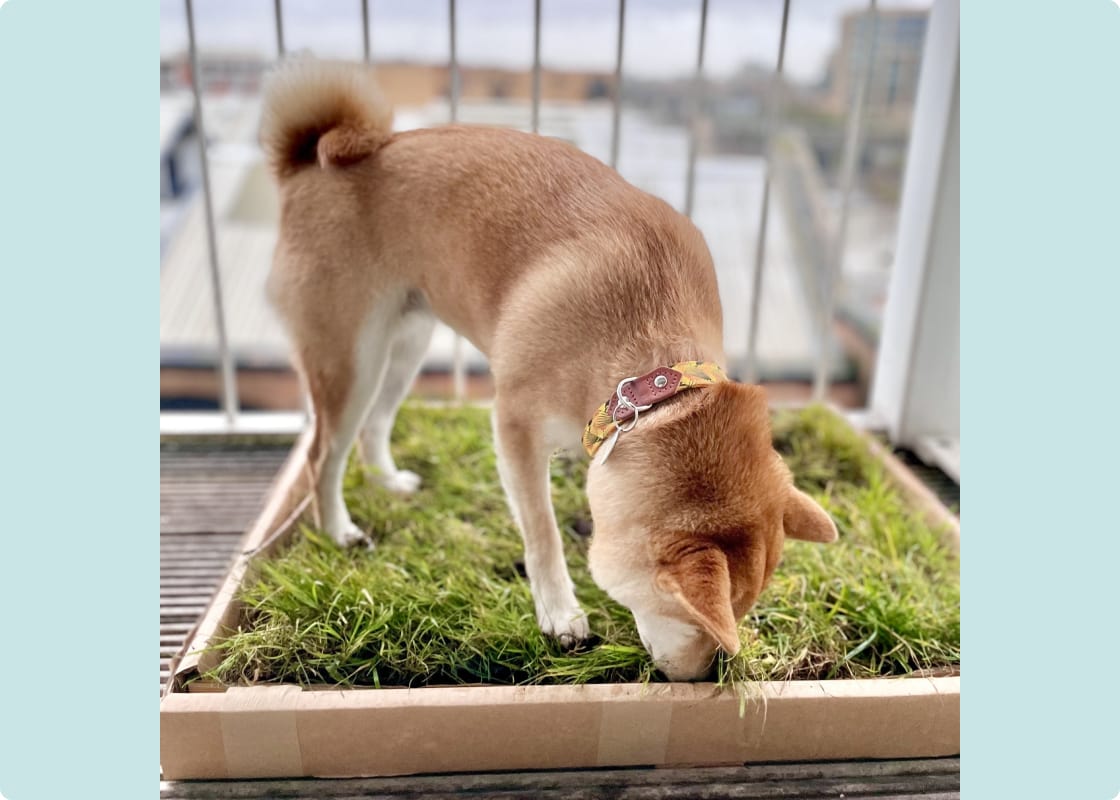 Oui Oui Patch Weekly Subscription - Main Image