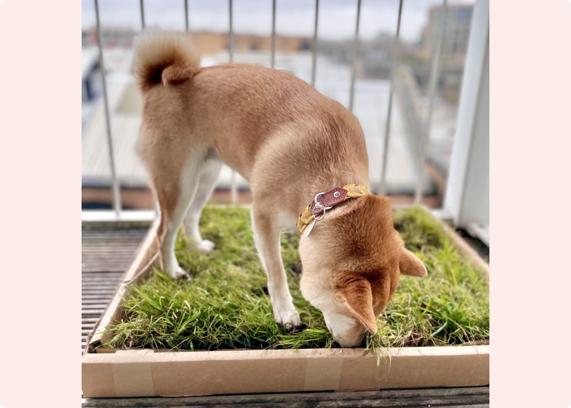 Grass Dog Toilets For Apartments Oui Oui Patch Grass Dog Toilet