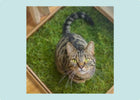 Grass For Cats