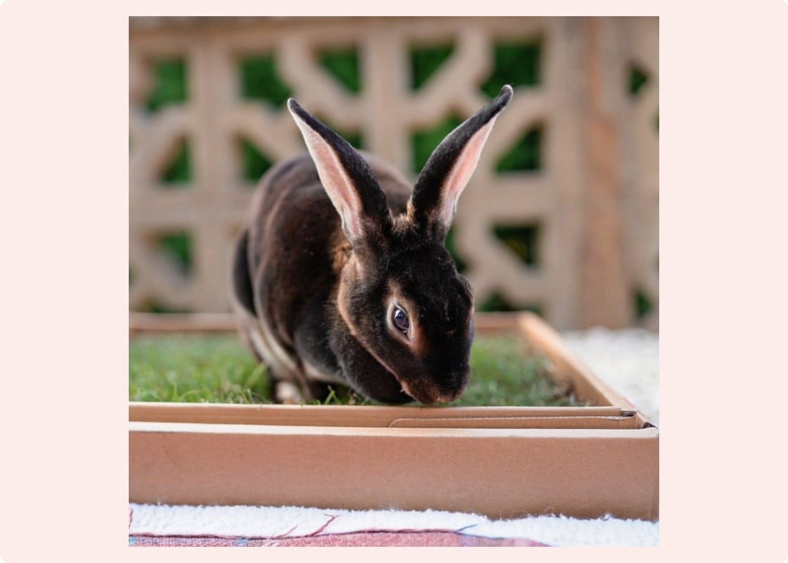 Rabbit Grass Patch - Safe For Bunnies To Eat – City Doggo