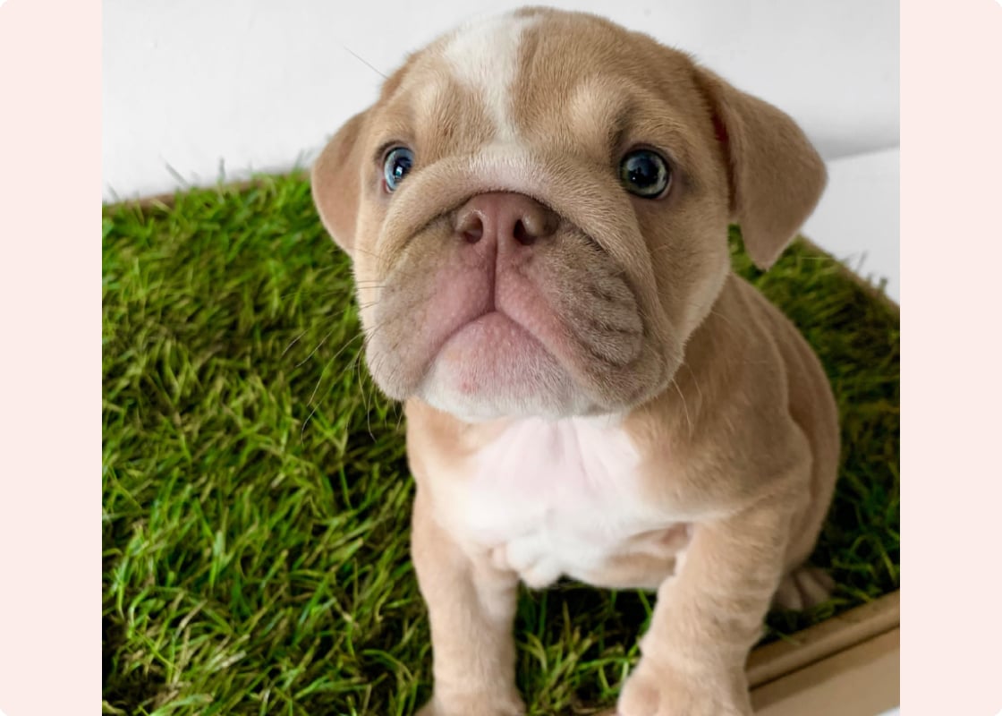 Pet Select Sam's Club Puppy Training Pads Pet Life Unlimited